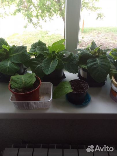 Глоксиния цветущая