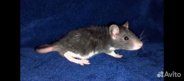 Крыски 6 мальчиков рексы и стандарт