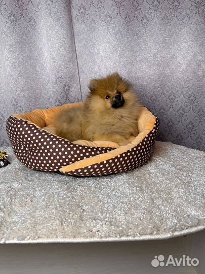 Шпиц мальчик