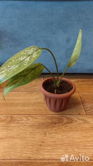 Монстера, аглаонема