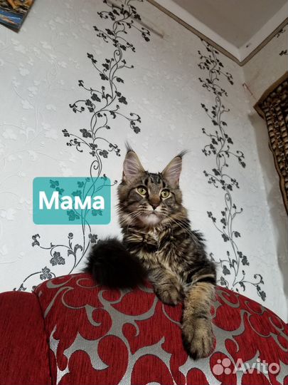 Котята мейн-кун