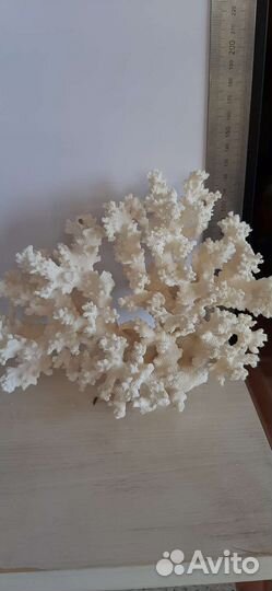 Натуральный коралл