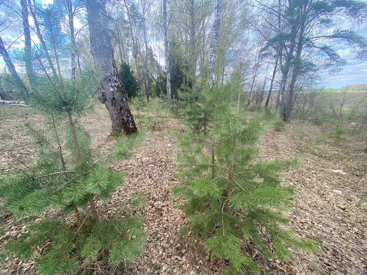 Участок 5 сот. (ИЖС)