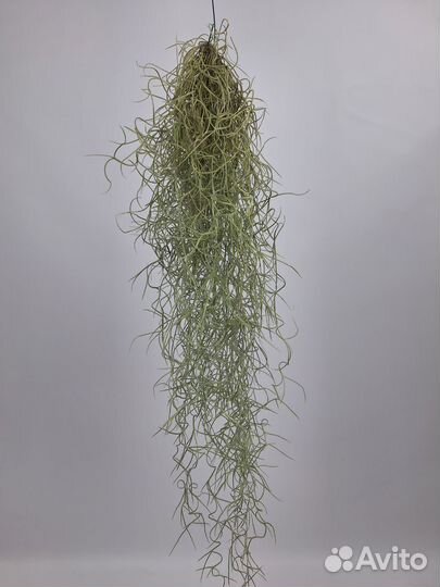 Тилландсия атмосферная