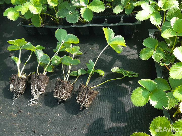 Рассада клубники. Крупная ягода