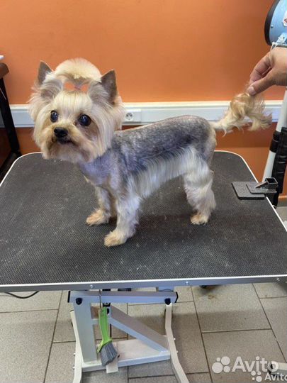 Стрижка собак