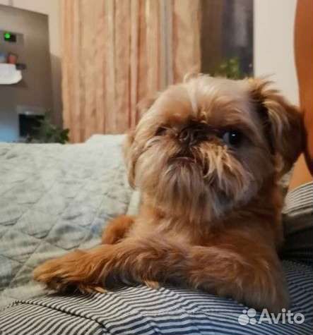 Вязка собак. Случка собак