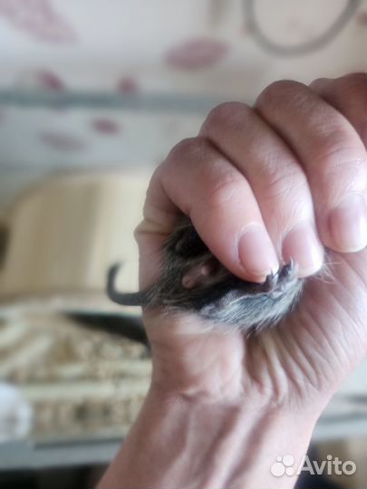 Чилийская белка дегу