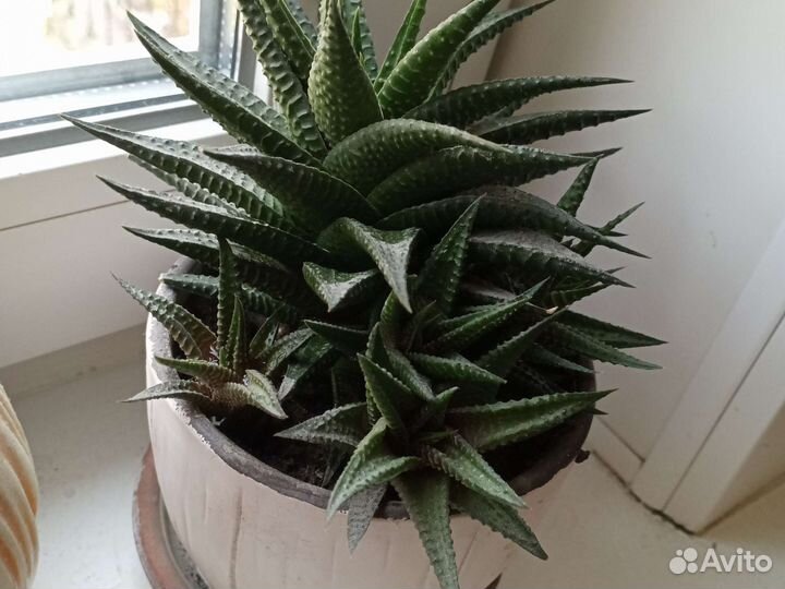 Суккуленты и кактусы