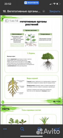 Репетитор по биологии