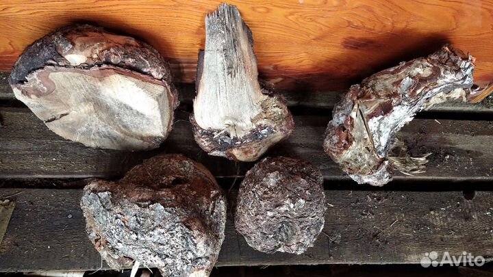 Кап березовый