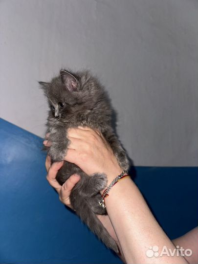 Котята кошки