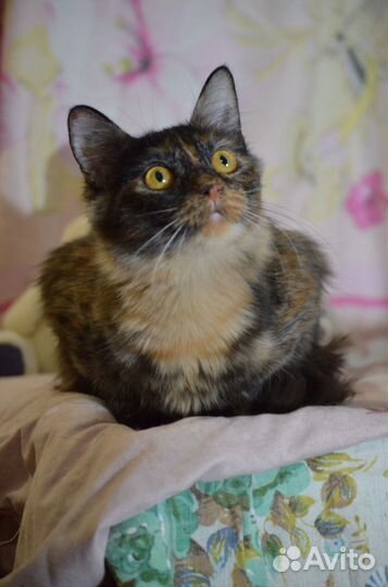 Марта в добрые руки