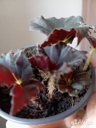 Диффенбахия