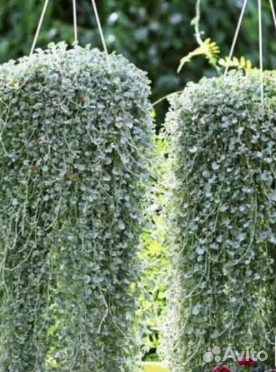 Дихондра серебристый водопад