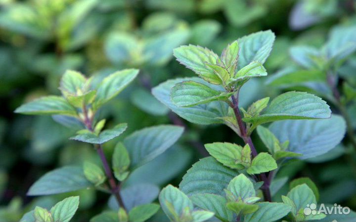 Мята 36 сортов (0,1л)