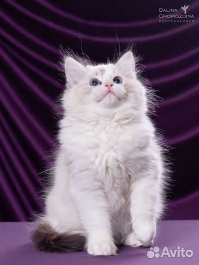 Котята рэгдолл ragdoll