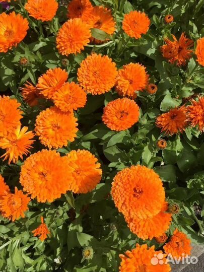 Антипаразитарный сбор трав