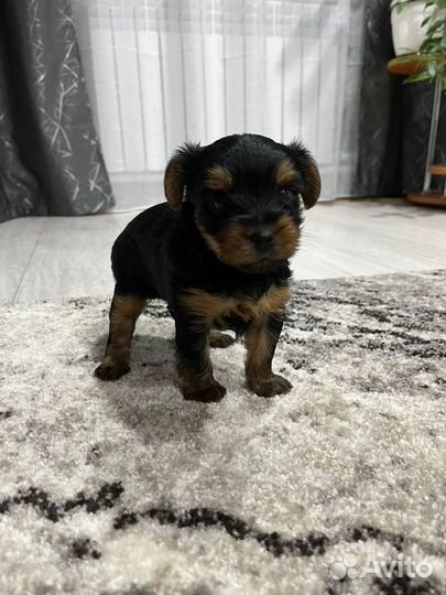 Йоркширский терьер