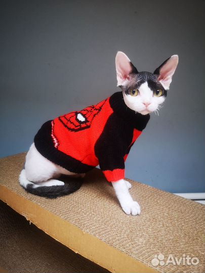 Кот девон-рекс