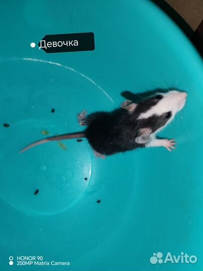 Крыски Хаски