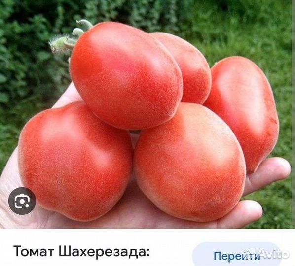 Рассада помидор сортовых