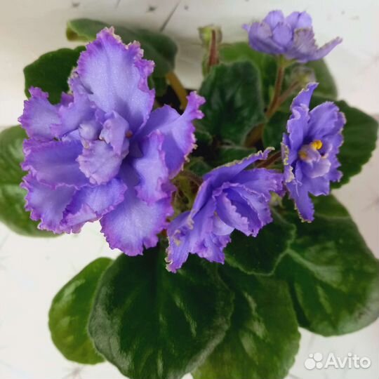 Фиалки, детки