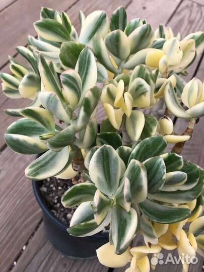 Толстянка вариегатная, хойя, комнатные растениея