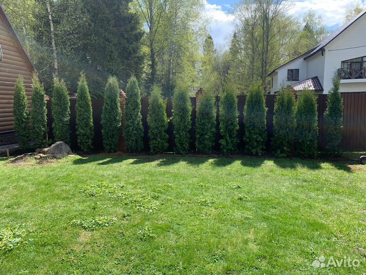 Туя смарагд 1,5 м