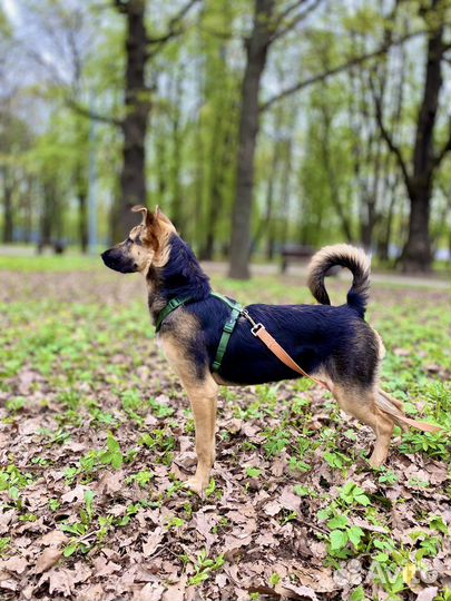 Овчарка в добрые руки