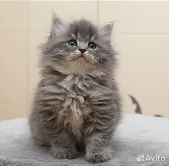 Сибирские котята