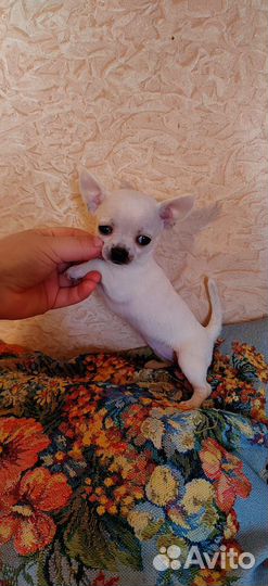 Щенки чихуахуа мини