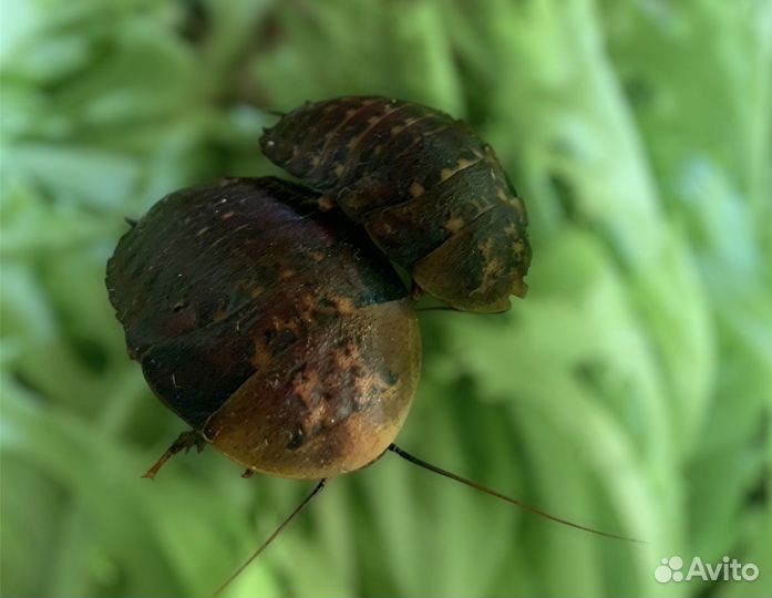 Тропические тараканы