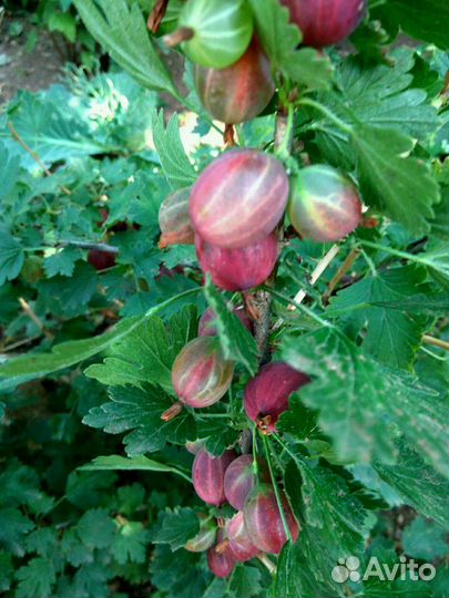 Крыжовник саженцы