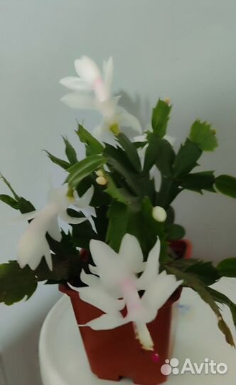 Декабрист шлюмбергера цветы белорозовые