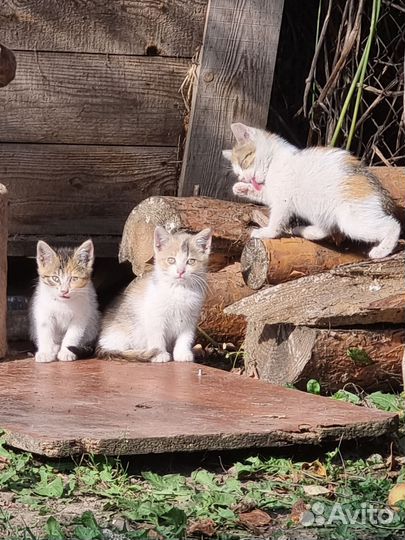 Котята в добрые руки