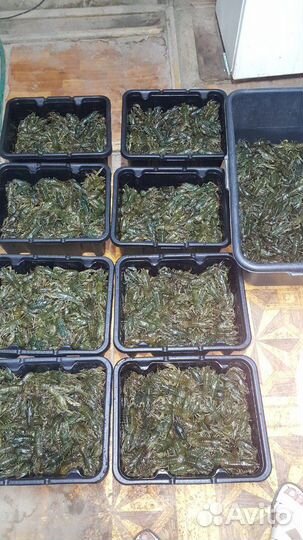 Раки живые опт