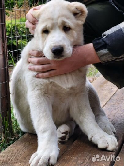 Продажа щенков сао