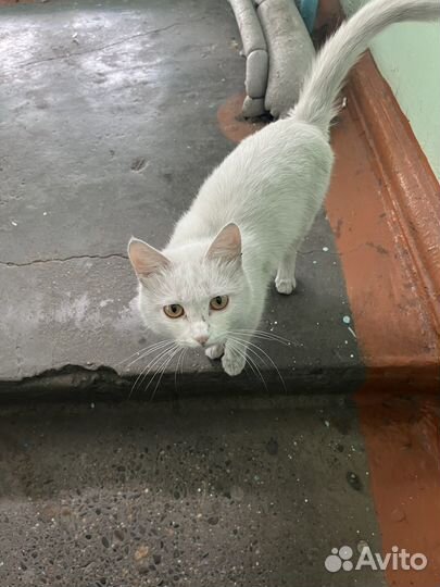 Кошка в добрые руки