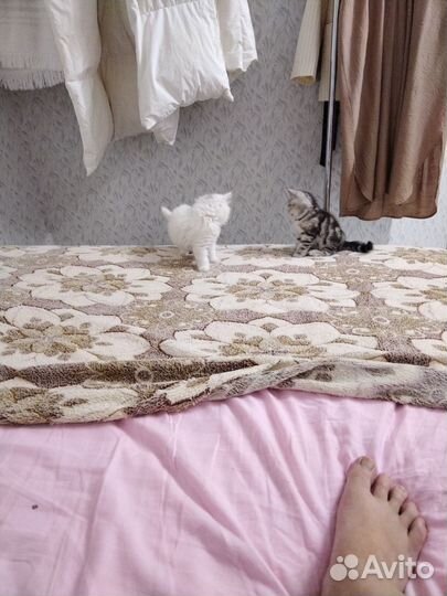 Британские котята в добрые руки