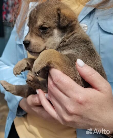 Собака Щенок