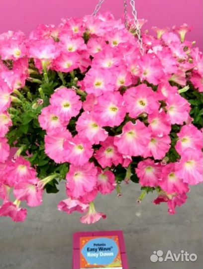 В наличии ампельные растения