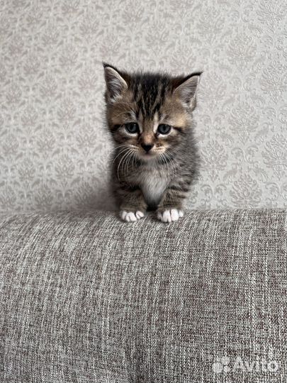 Котята в добрые руки даром бесплатно