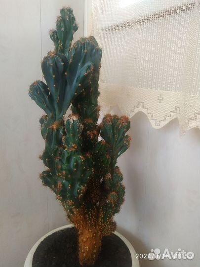 Кактусы и суккуленты