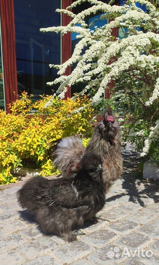 Китайские шёлковые курочки, павлины