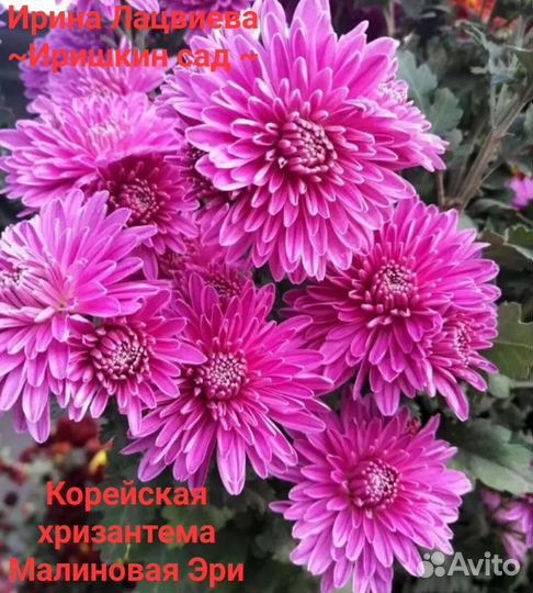 Хризантема корейская (маточники)