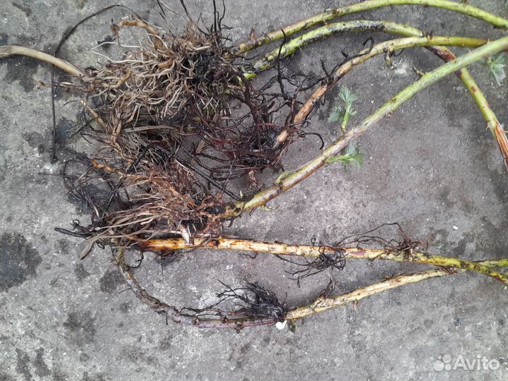 Черная малина