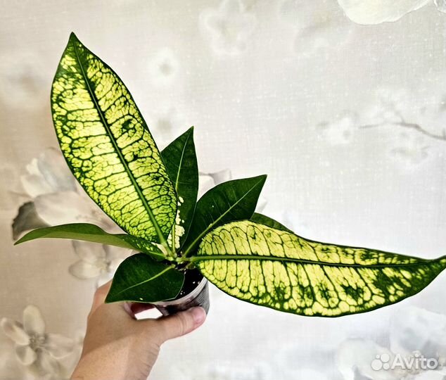 Кротоны монена, жёлтая айстон, pragai thong