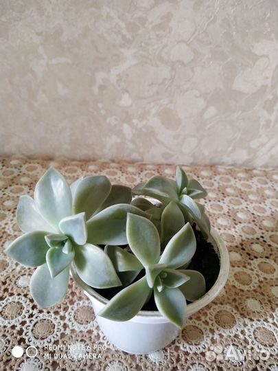 Продам суккуленты