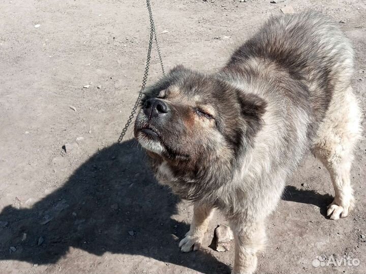 Вязка кавказская овчарка